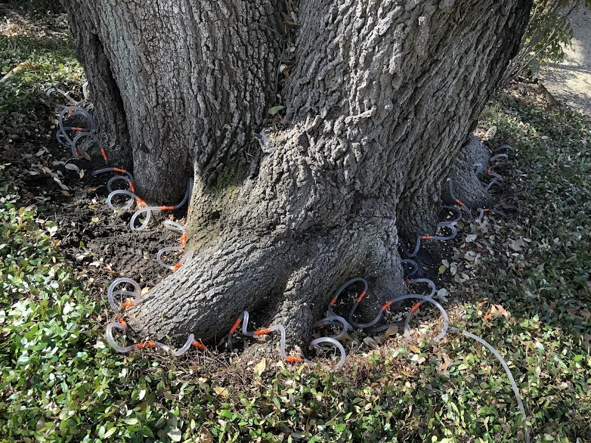 Detailed Tree Cabling and Bracing job site in Protivin