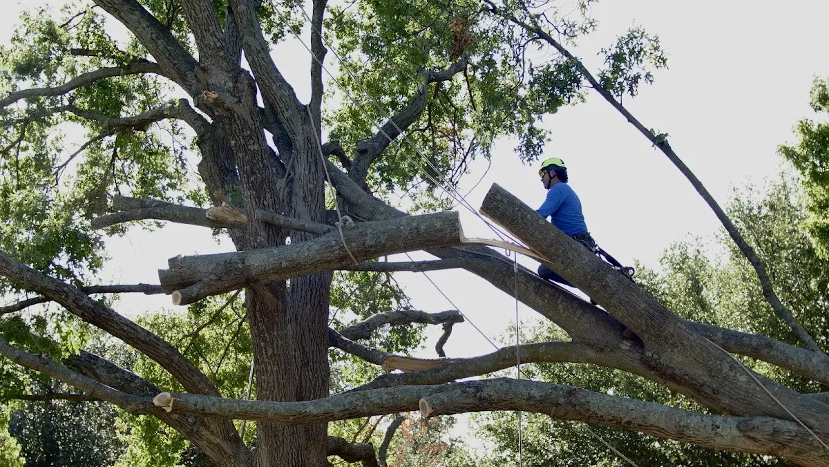Professional Hazardous Tree Removal performed by certified arborists in Protivin