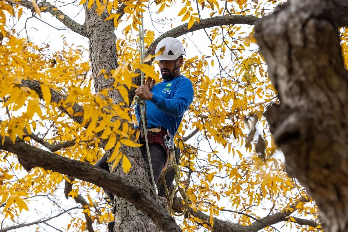 Skilled Tree Transplanting crew working in Protivin