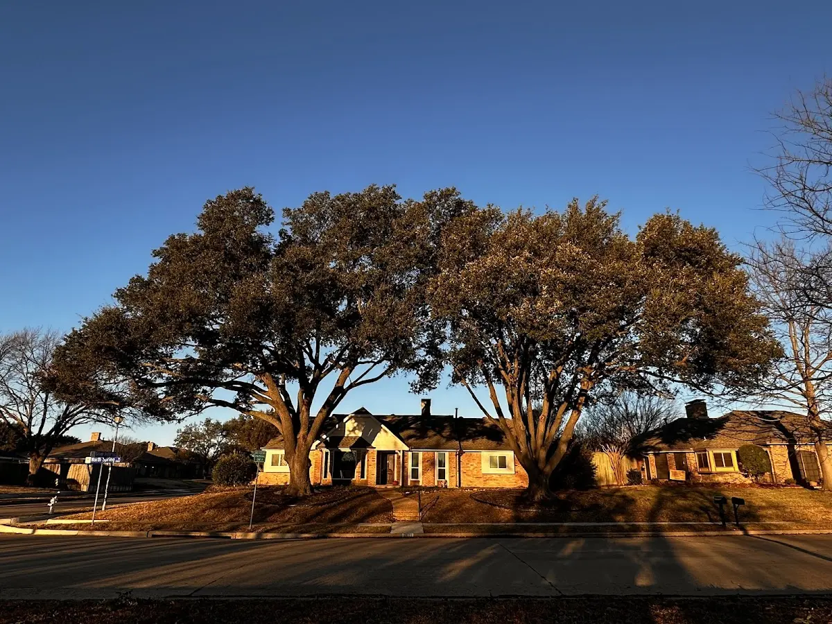 Established residential canopy tree shading a home in Protivin